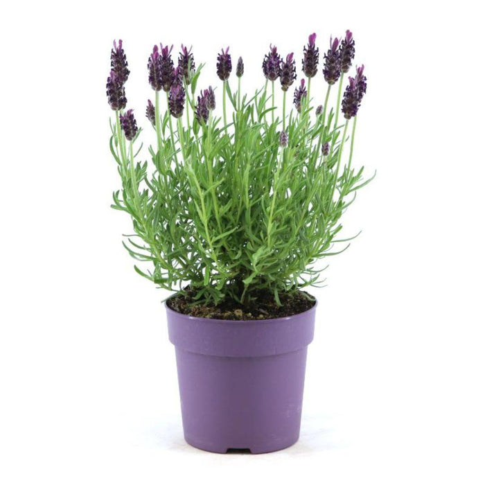 Lavanda Stoechas Anouk® Set Di 6 - D12 Cm - Pianta Da Esterno Fiorita
