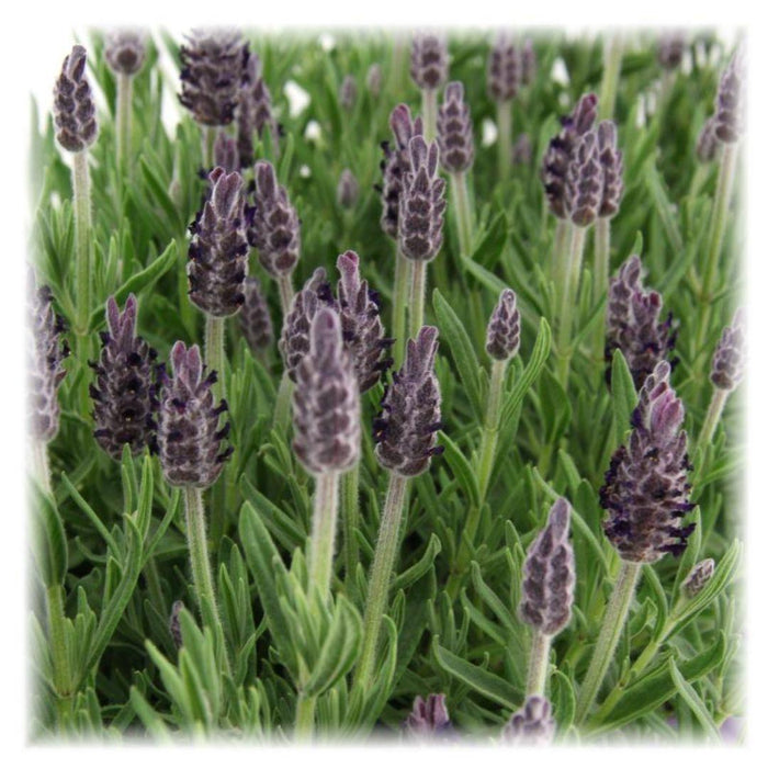 Lavanda Stoechas Anouk® Set Di 6 - D12 Cm - Pianta Da Esterno Fiorita