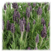 Lavanda Stoechas Anouk® Set Di 6 - D12 Cm - Pianta Da Esterno Fiorita