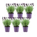Lavanda Stoechas Anouk® Set Di 6 - D12 Cm - Pianta Da Esterno Fiorita