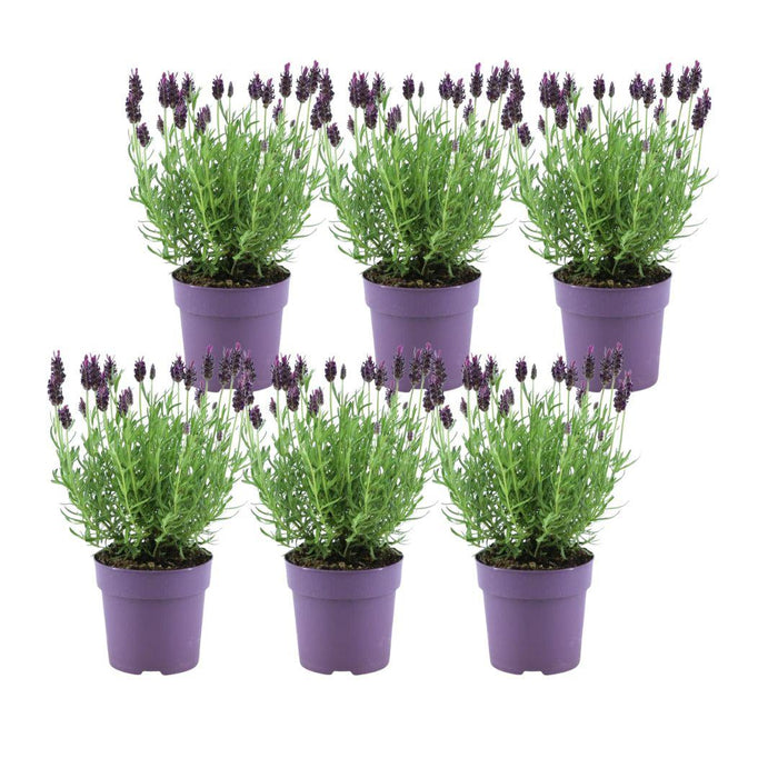 Lavanda Stoechas Anouk® Set Di 6 - D12 Cm - Pianta Da Esterno Fiorita