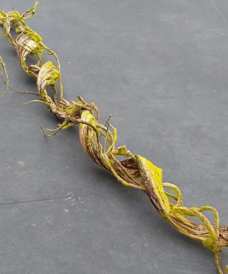 Liana Artificiale Con Muschio Per La Decorazione D'interni