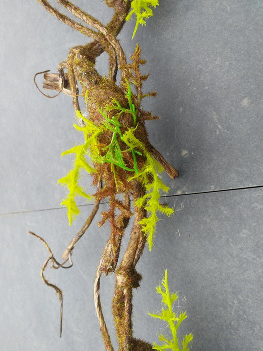 Liana Muschio Artificiale 100Cm Decorazione Interni