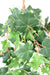 Edera Artificiale 118 Foglie 60Cm Verde Bianco