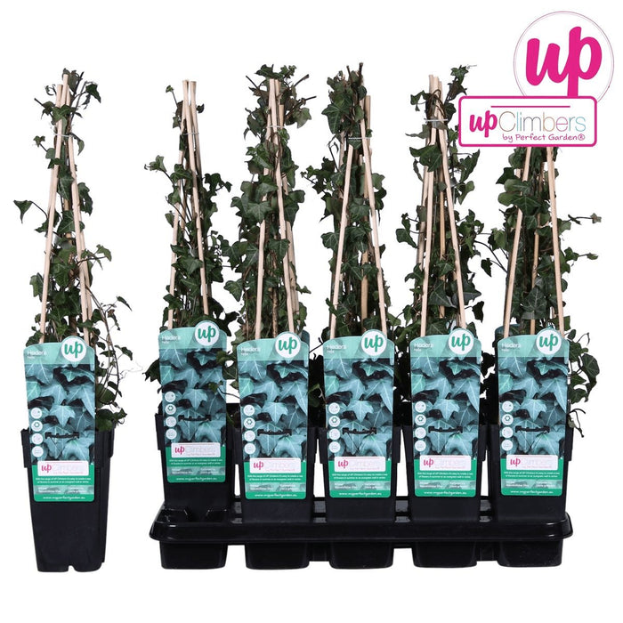 Edera Hedera Helix - ↨65Cm - Ø15 - Pianta Rampicante Da Esterno