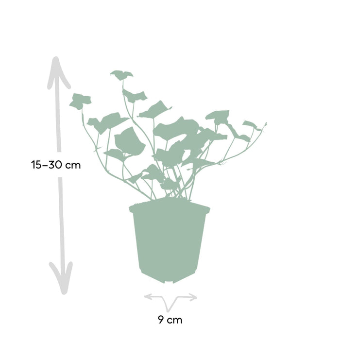 Edera Hedera Hibernica - Set Di 6