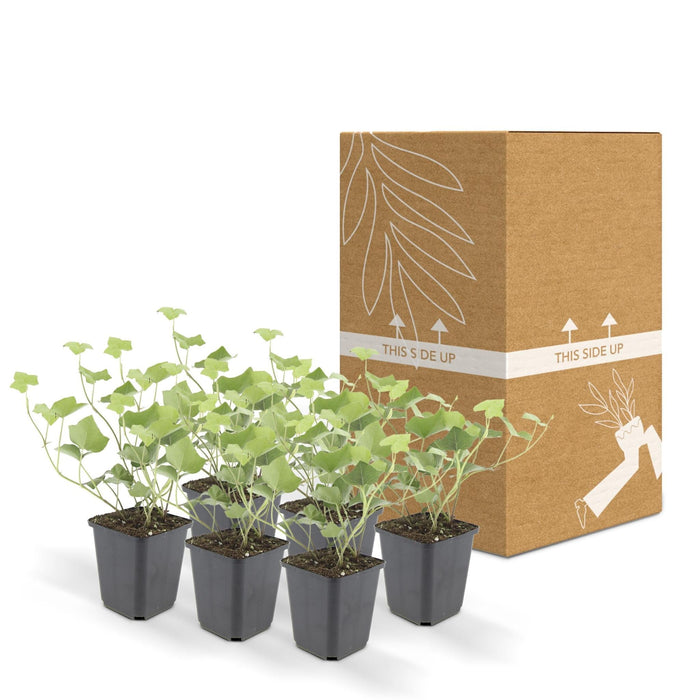 Edera Hedera Hibernica - Set Di 6