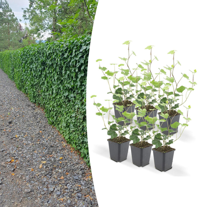 Edera Hedera Hibernica - Set Di 6