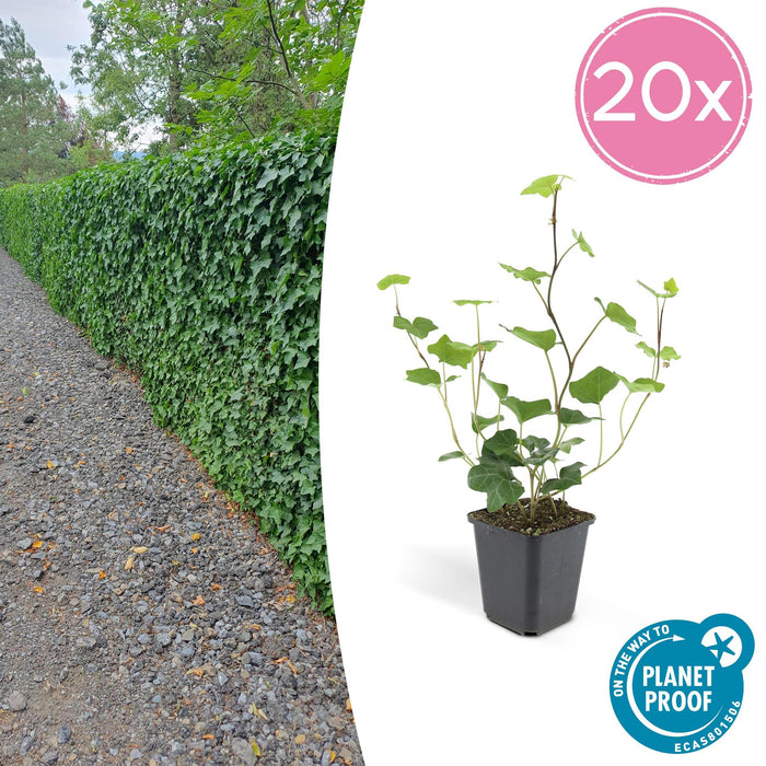 Edera Hibernica 20Xh20Cm P9Cm