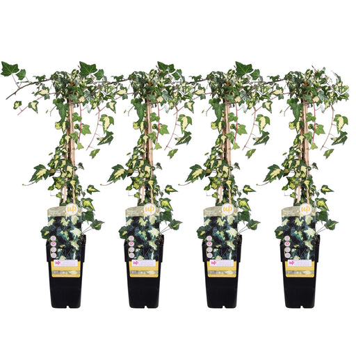 Ivy Variegata - Set Di 4 - ↨65Cm - Ø15 - Pianta Rampicante Da Esterno