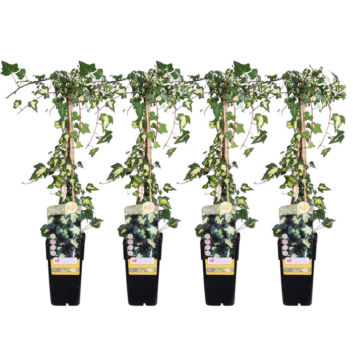 Ivy Variegata - Set Di 4 - ↨65Cm - Ø15 - Pianta Rampicante Da Esterno