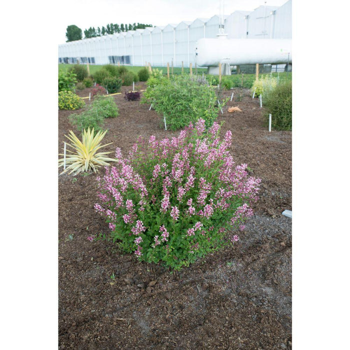 Piccolo Lillà Dalle Foglie Profumate