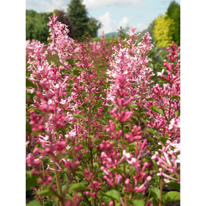 Piccolo Lillà Dalle Foglie Profumate