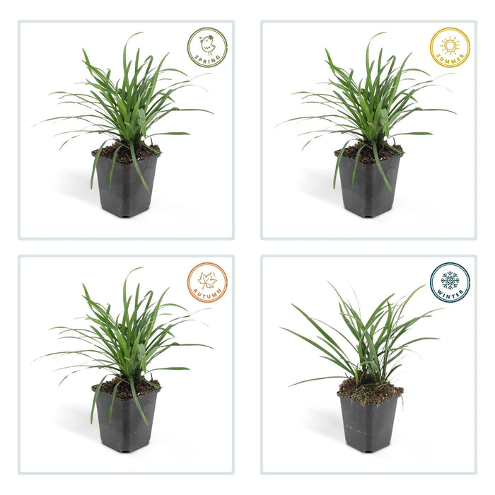 Liriope Muscari' Grande Blu - 12X H25Cm P9Cm