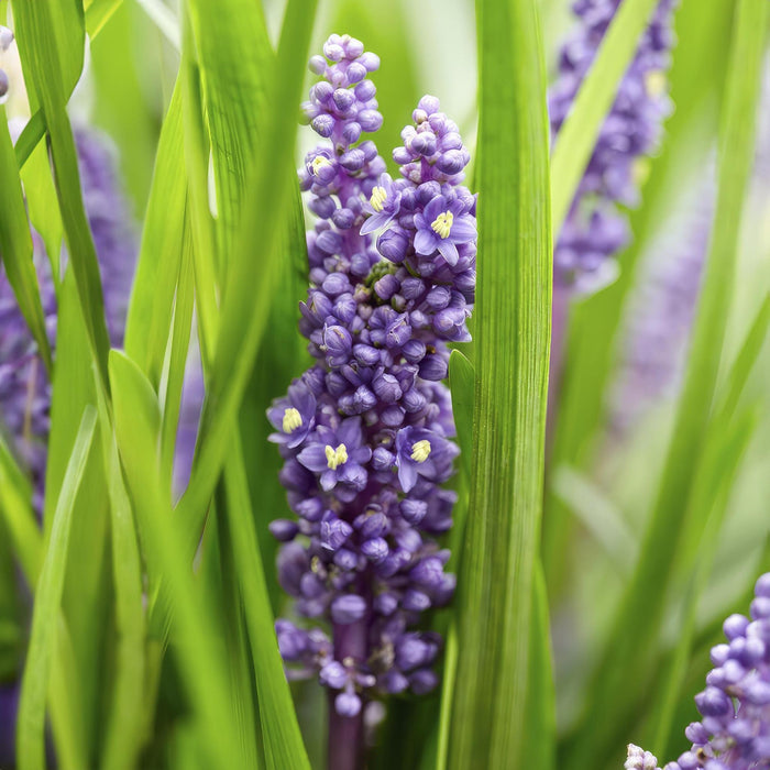 Liriope Muscari' Grande Blu - 12X H25Cm P9Cm