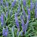 Liriope Muscari' Grande Blu - 12X H25Cm P9Cm
