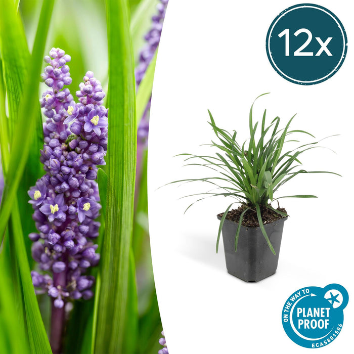 Liriope Muscari' Grande Blu - 12X H25Cm P9Cm