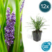 Liriope Muscari' Grande Blu - 12X H25Cm P9Cm
