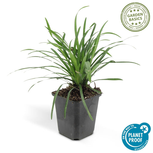 Liriope Muscari' Grande Blu - 12X H25Cm P9Cm
