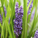Liriope Muscari' Grande Blu - 40X H25Cm P9Cm