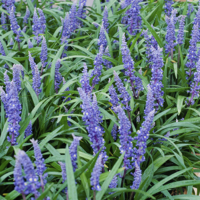 Liriope Muscari' Grande Blu - 40X H25Cm P9Cm