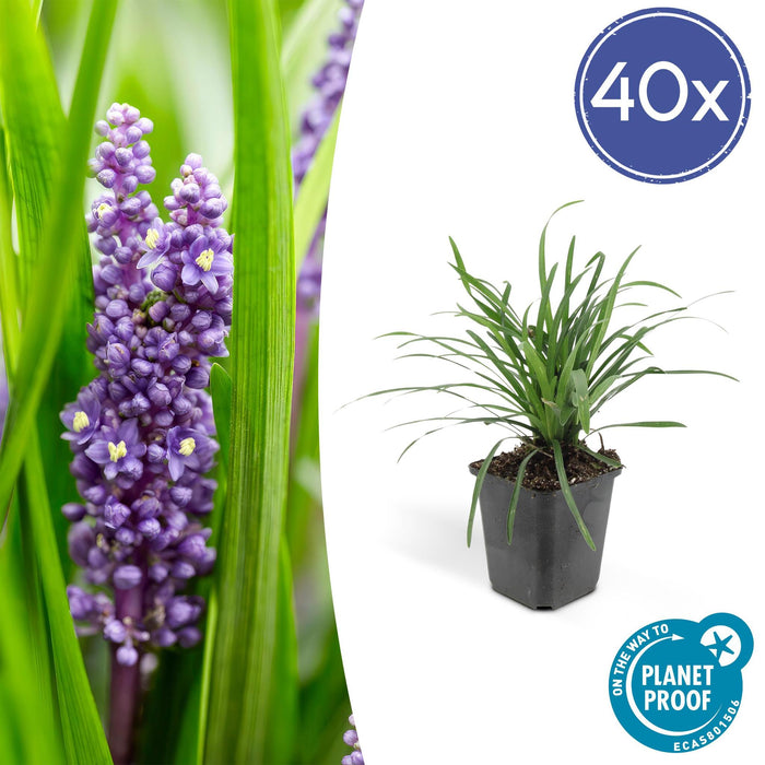 Liriope Muscari' Grande Blu - 40X H25Cm P9Cm