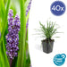 Liriope Muscari' Grande Blu - 40X H25Cm P9Cm
