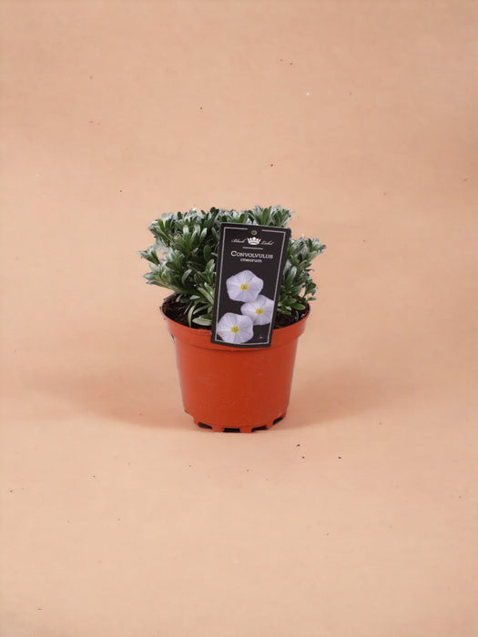 Convolvolo D'argento