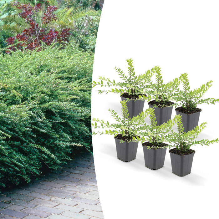 Lonicera Nit. 'Maigrün' - Set Da 6