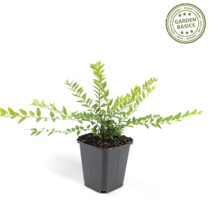 Lonicera Nit. 'Maigrün' - Set Da 6