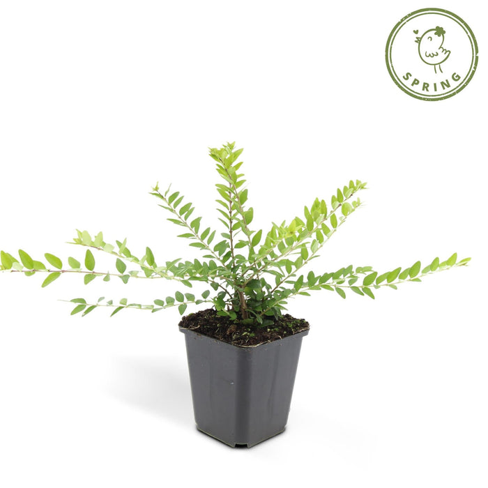 Lonicera Nit. 'Maigrün' - Set Da 6