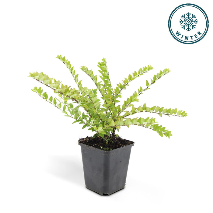 Lonicera Nit. 'Maigrün' - Set Da 6