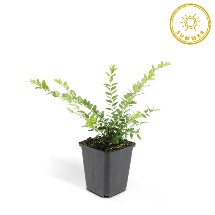 Lonicera Nit. 'Maigrün' - Set Da 6