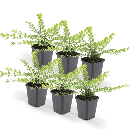 Lonicera Nit. 'Maigrün' - Set Da 6