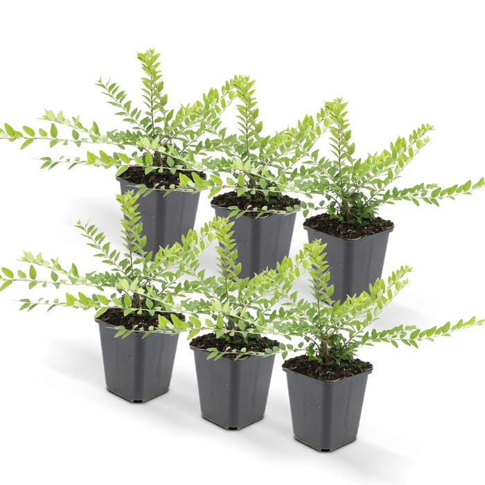 Lonicera Nit. 'Maigrün' - Set Da 6