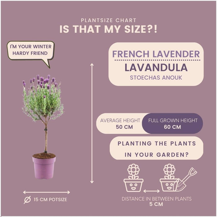 Set Di 2 Arbusti Di Lavanda Anouk® - D15 Cm - Pianta Da Esterno