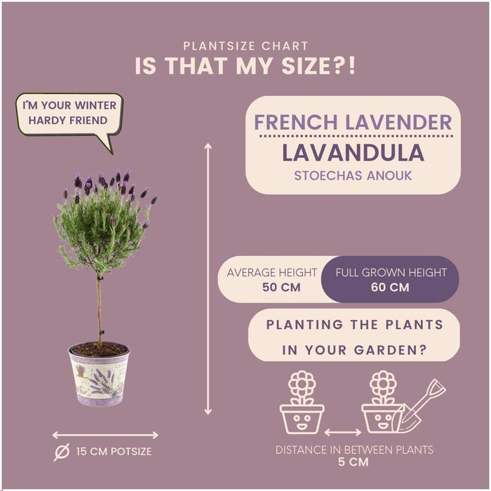 Set Di 2 Arbusti Di Lavanda Anouk® - D15 Cm - Pianta Da Esterno