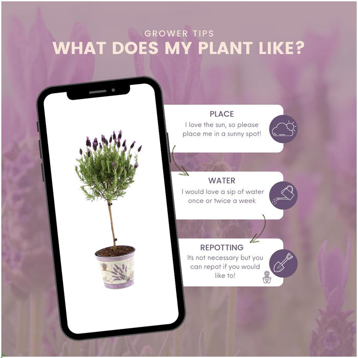 Set Di 2 Arbusti Di Lavanda Anouk® - D15 Cm - Pianta Da Esterno