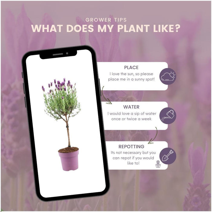 Set Di 2 Arbusti Di Lavanda Anouk® - D15 Cm - Pianta Da Esterno