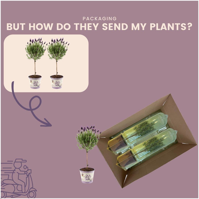 Set Di 2 Arbusti Di Lavanda Anouk® - D15 Cm - Pianta Da Esterno