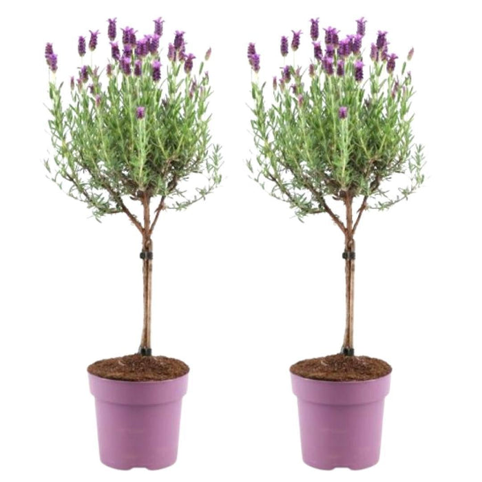 Set Di 2 Arbusti Di Lavanda Anouk® - D15 Cm - Pianta Da Esterno