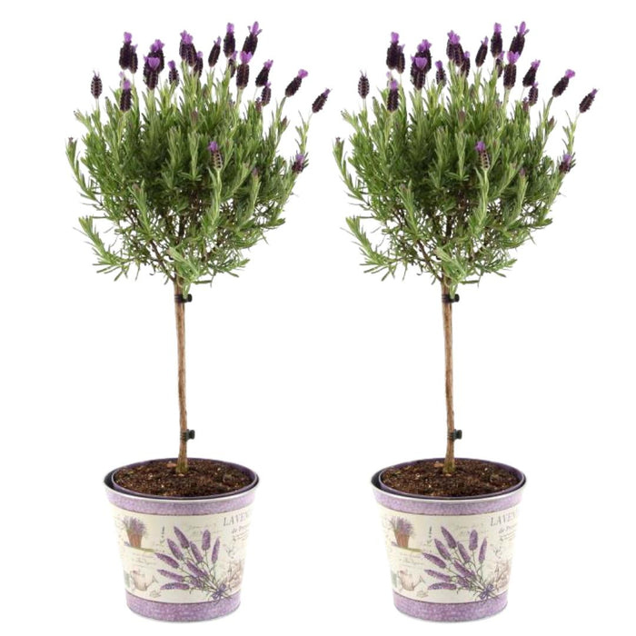 Set Di 2 Arbusti Di Lavanda Anouk® - D15 Cm - Pianta Da Esterno