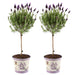 Set Di 2 Arbusti Di Lavanda Anouk® - D15 Cm - Pianta Da Esterno