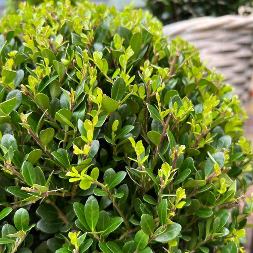 Lotto Di 2 Ilex Crenata 'Jenny' Ø20Cm