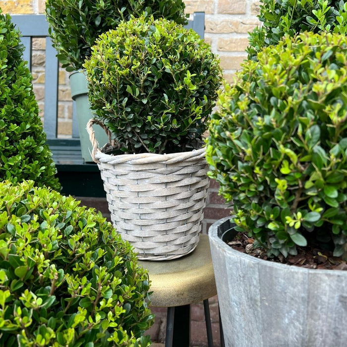 Lotto Di 2 Ilex Crenata 'Jenny' Ø20Cm