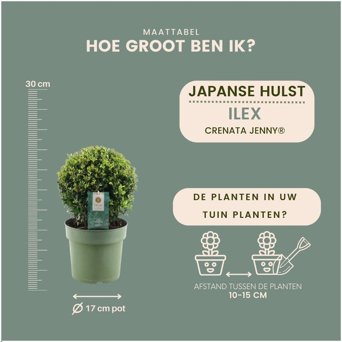 Lotto Di 2 Ilex Crenata 'Jenny' Ø20Cm