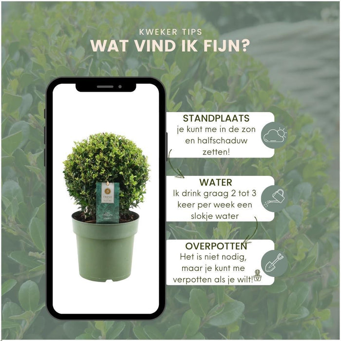 Lotto Di 2 Ilex Crenata 'Jenny' Ø20Cm