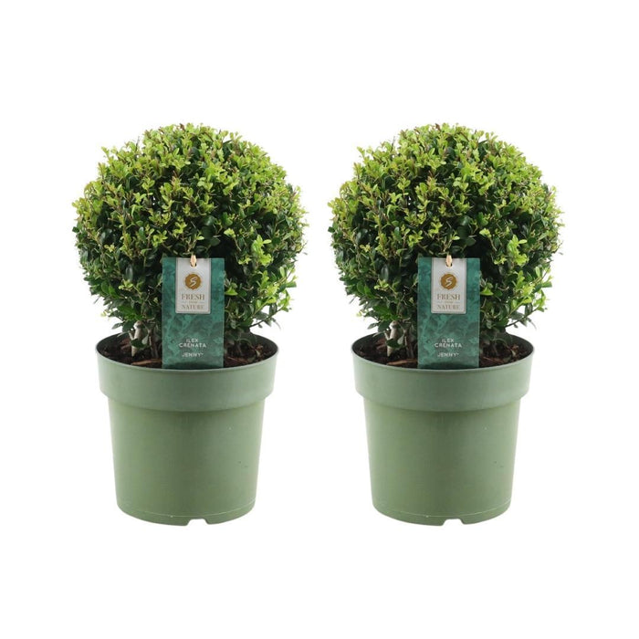 Lotto Di 2 Ilex Crenata 'Jenny' Ø20Cm