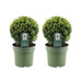 Lotto Di 2 Ilex Crenata 'Jenny' Ø20Cm