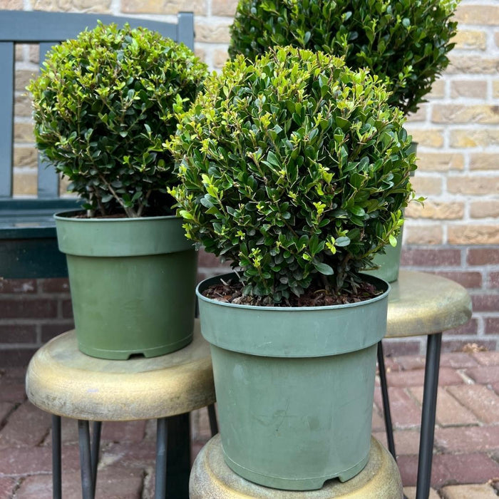 Lotto Di 2 Ilex Crenata 'Jenny' Ø20Cm